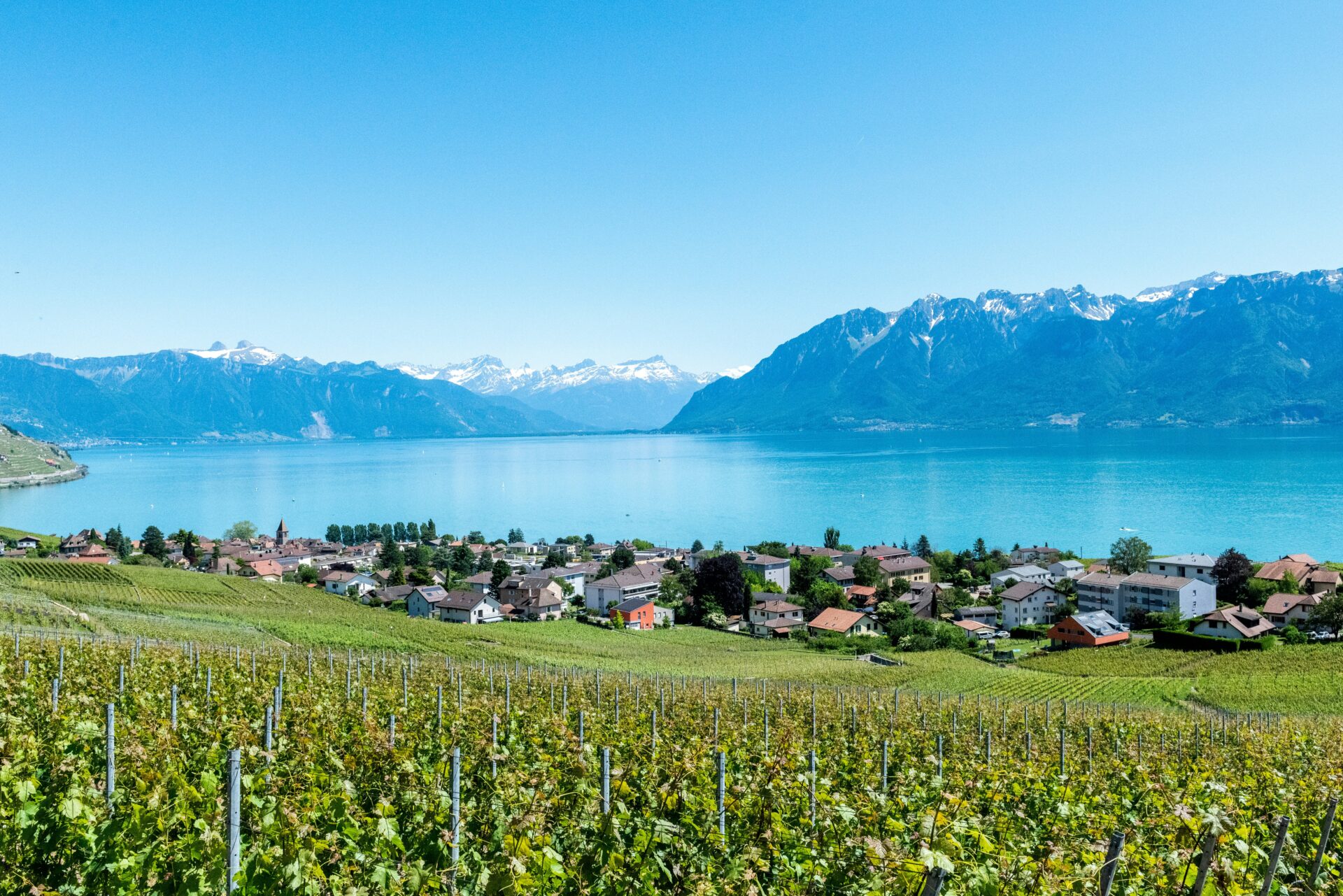 Wohnsiedlung zwischen Weinbergen und Genfersee
